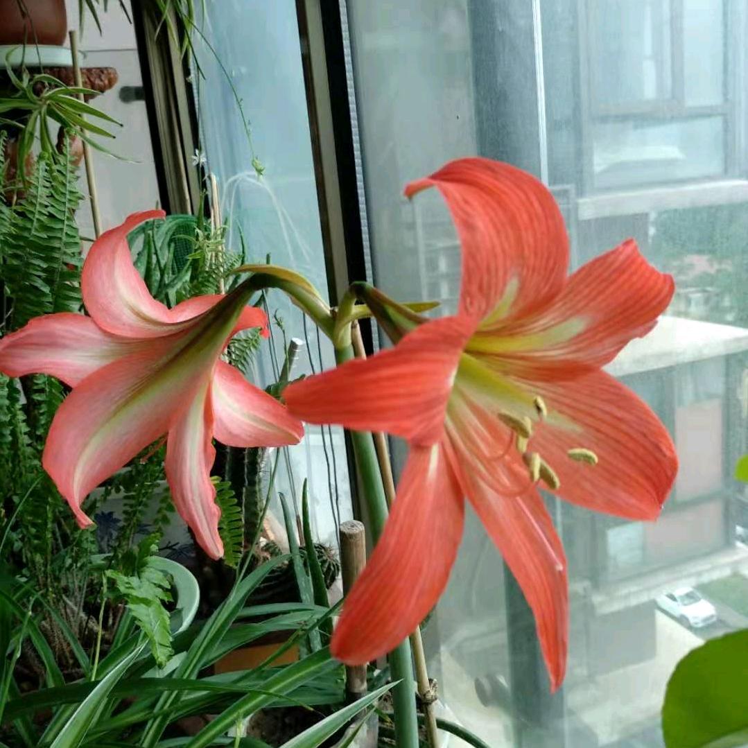 开心枫叶