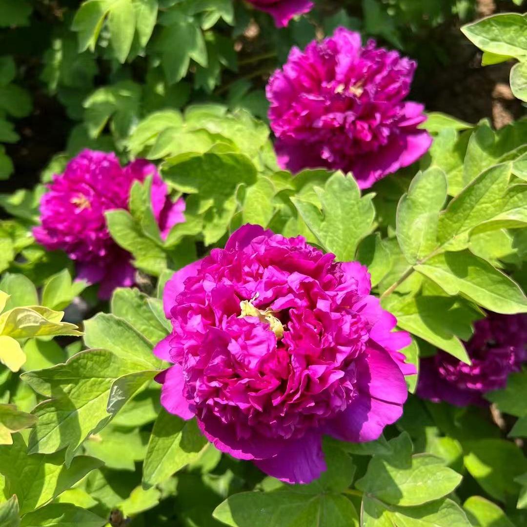 菏泽十年牡丹树