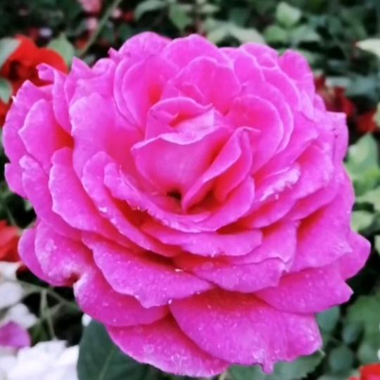 我不后悔遇见你