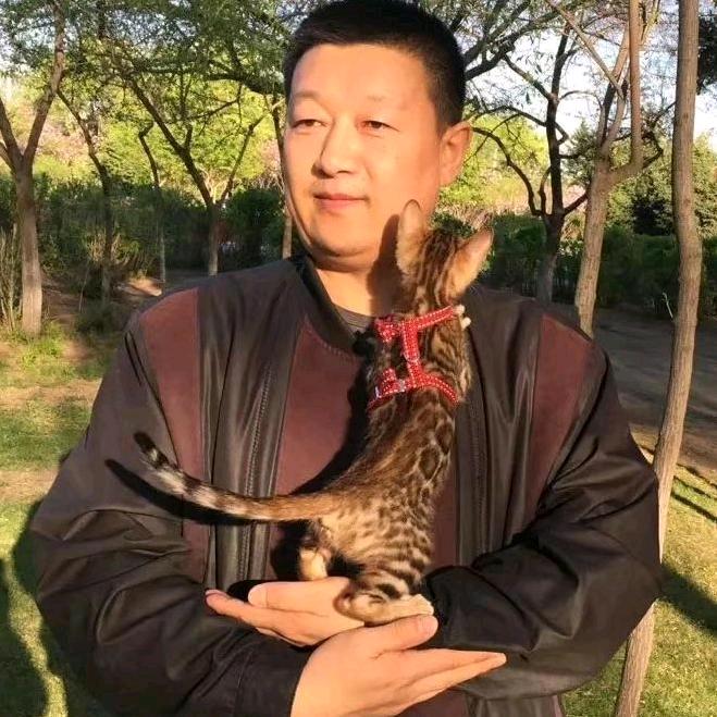 孟加拉豹猫猫舍