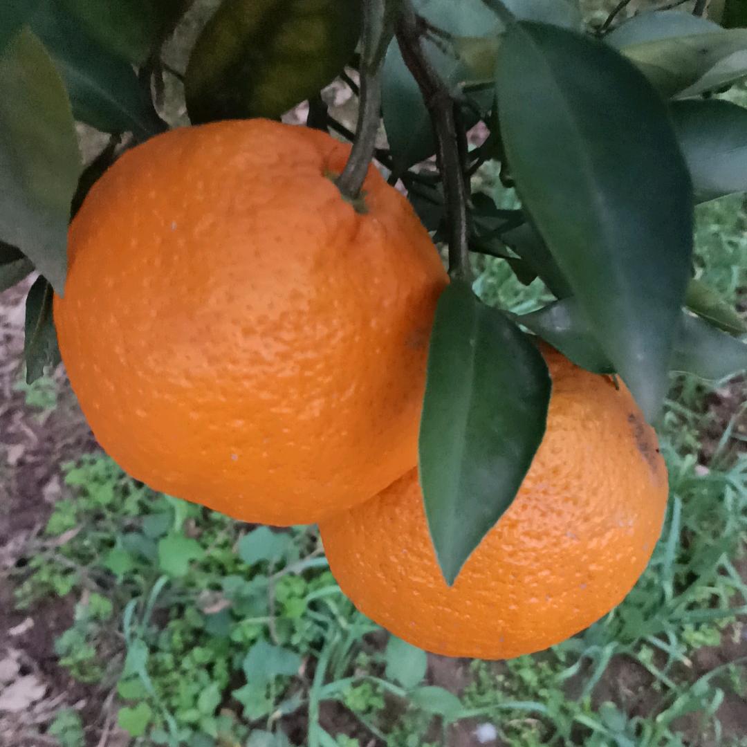 斌哥
