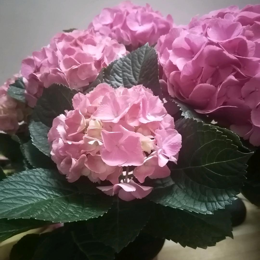 秀兰