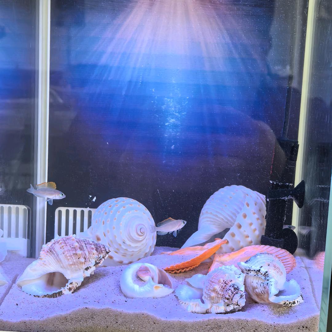 星煜玩水族（有问必答）