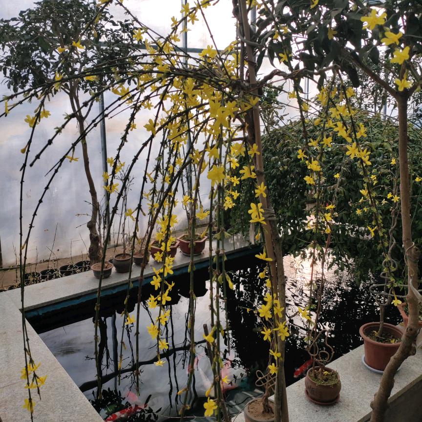 迎春花圃
