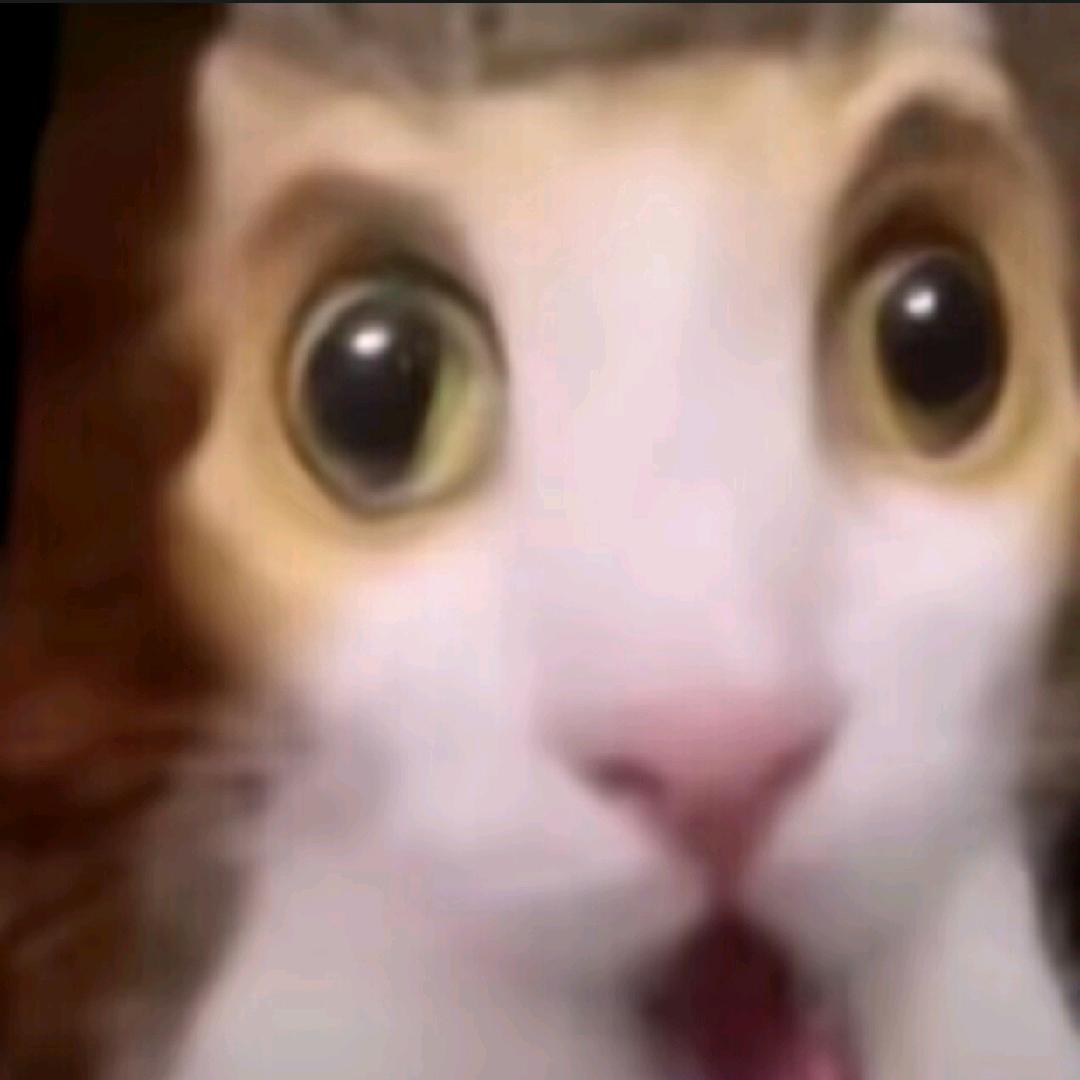 耀光修猫