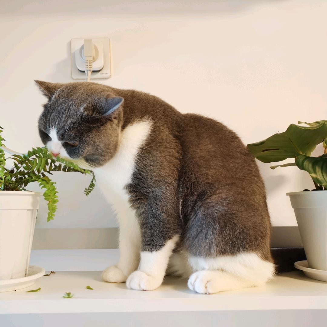 猫喵与龙嘟