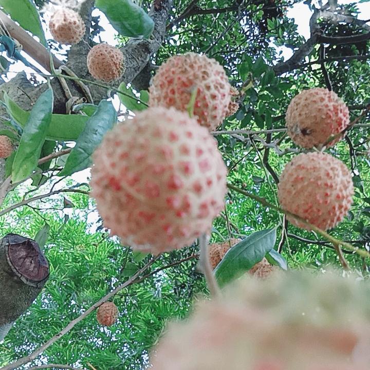 月儿