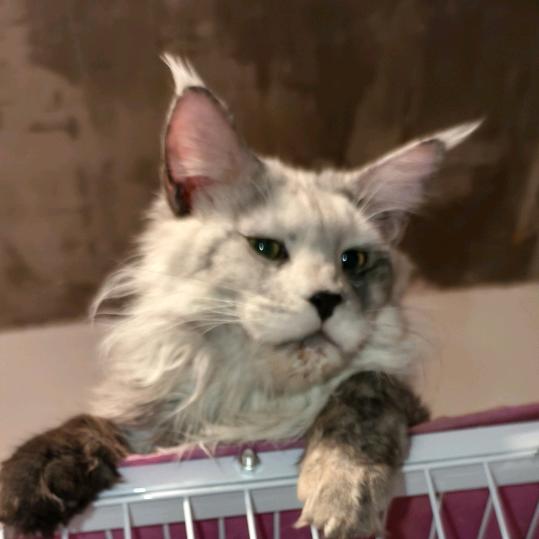 钱多多缅因生活馆