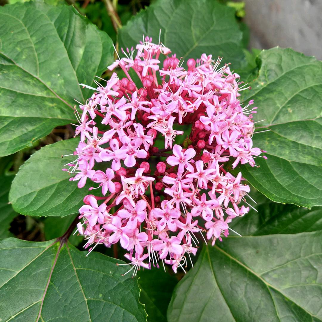 王小米2