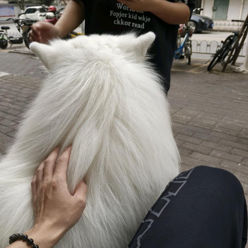 云苓