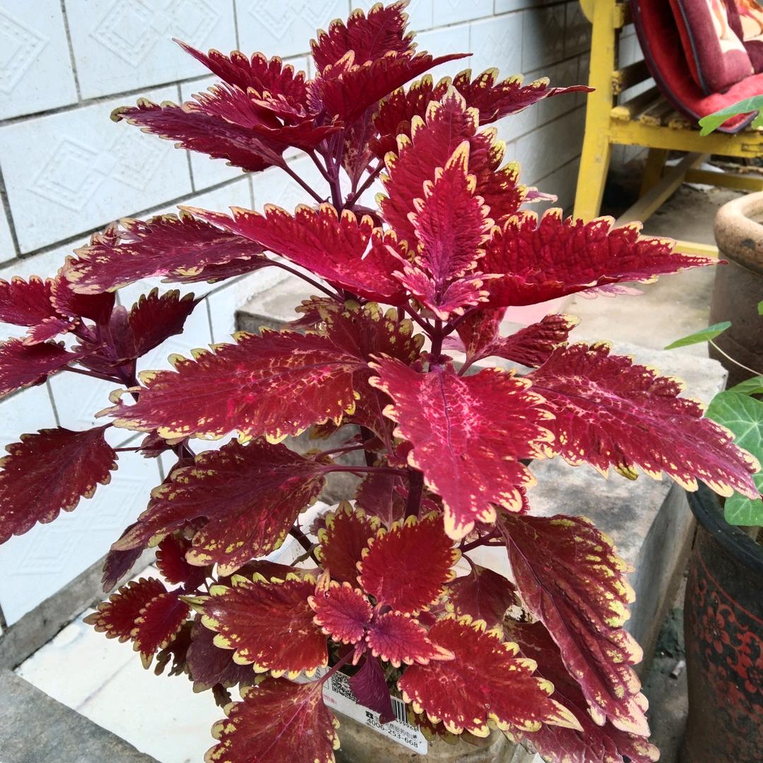 吃亏是福