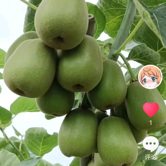 岁月靖瑶