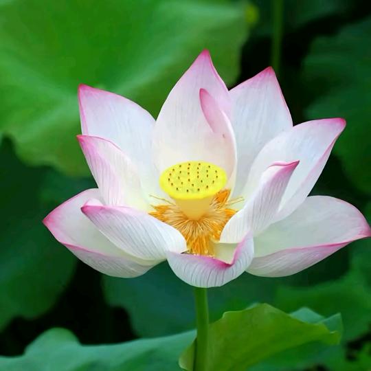 一生平安🌹🦄.