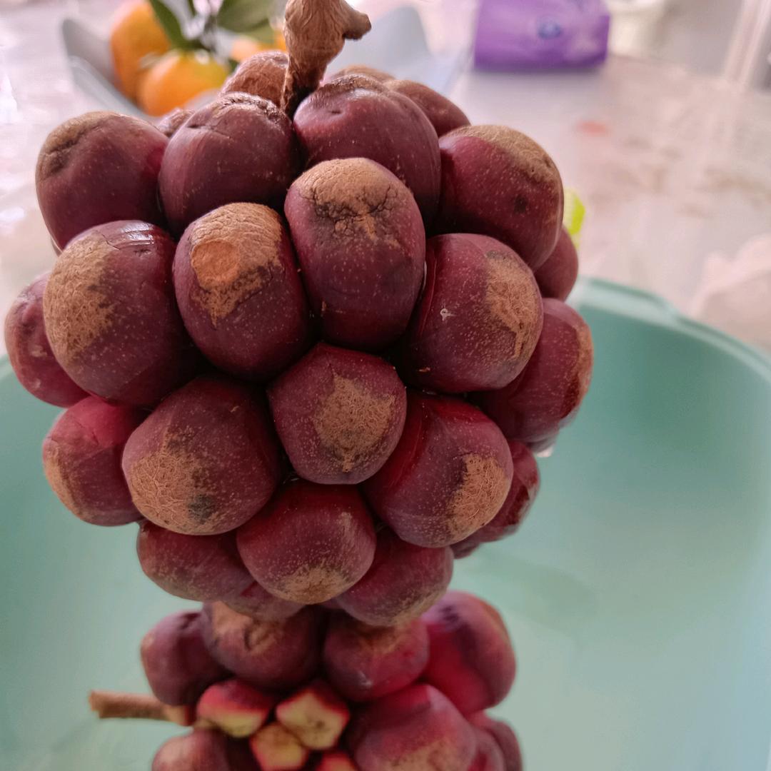 做个朵拉