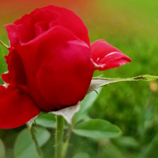 小凤🌺🌺🍁🍁🌷🌷