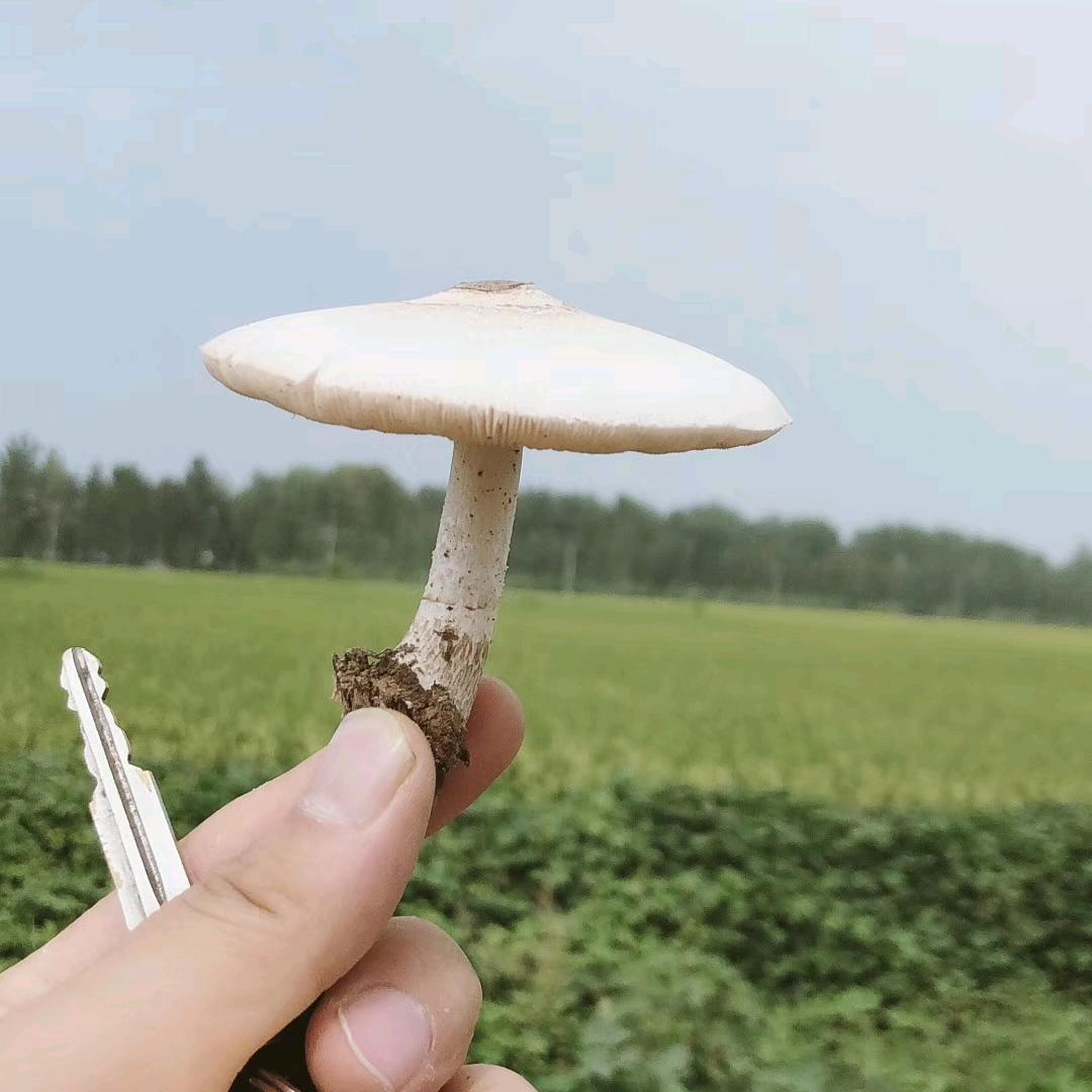 焦行芝