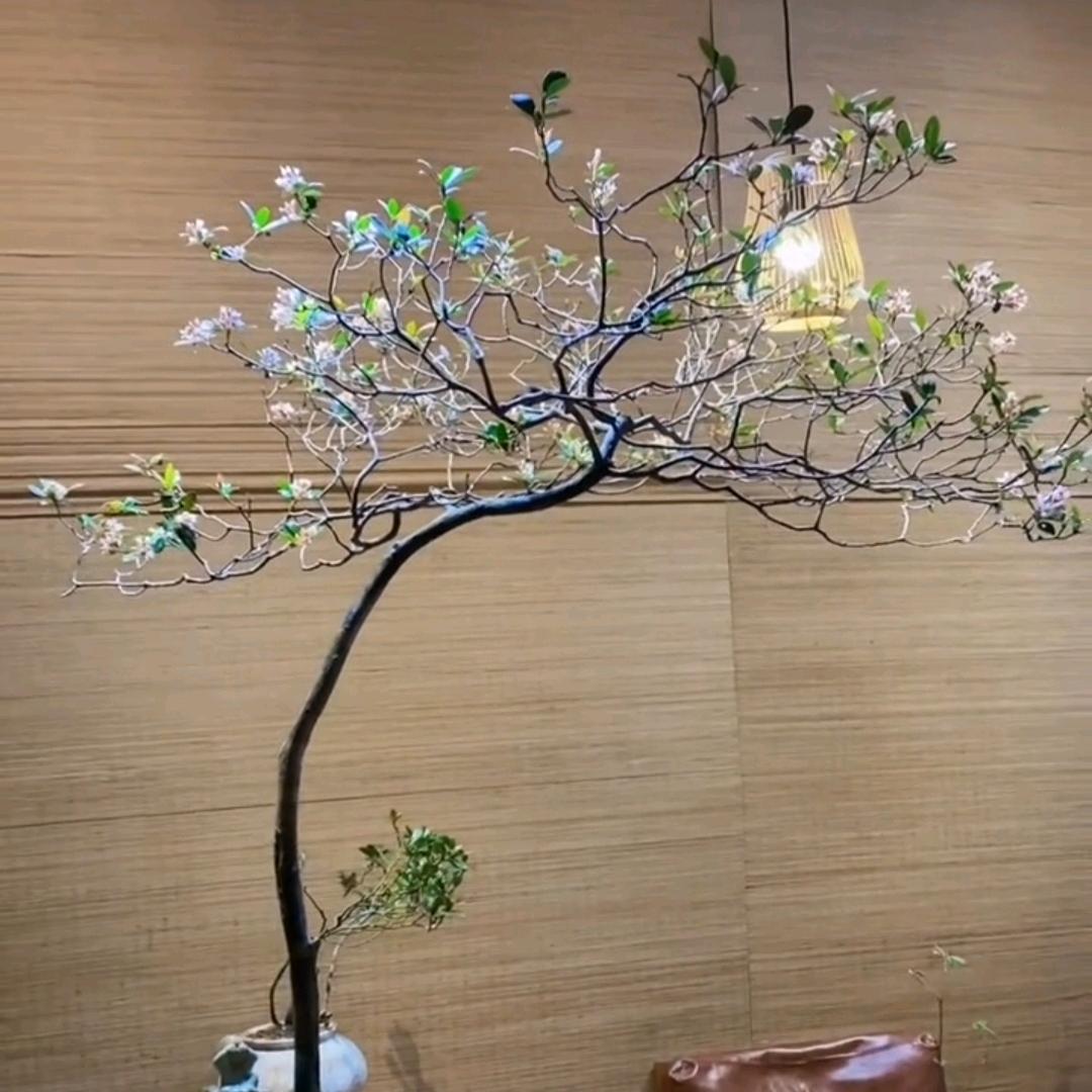 微景观 盆景