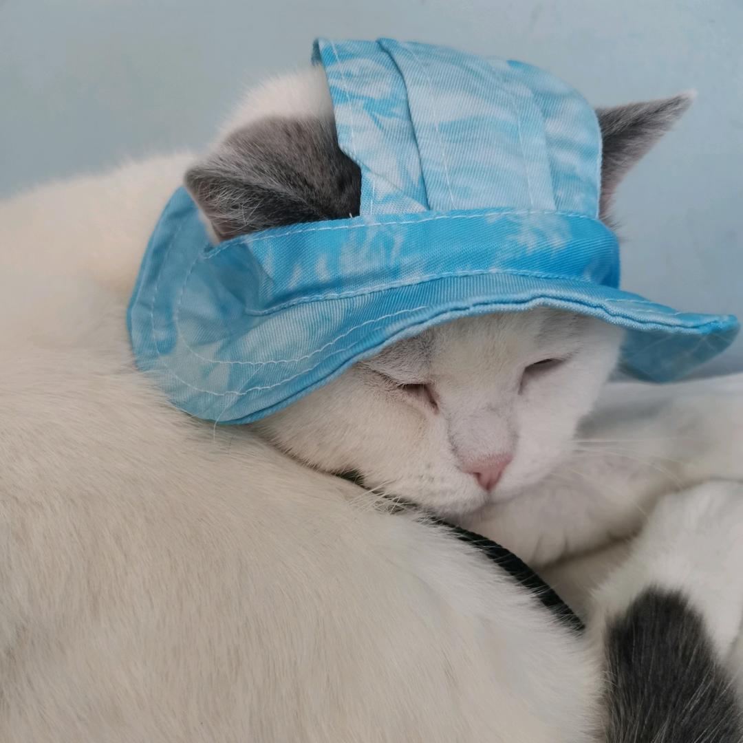 喵“喵”^汪*（给流浪猫找家）