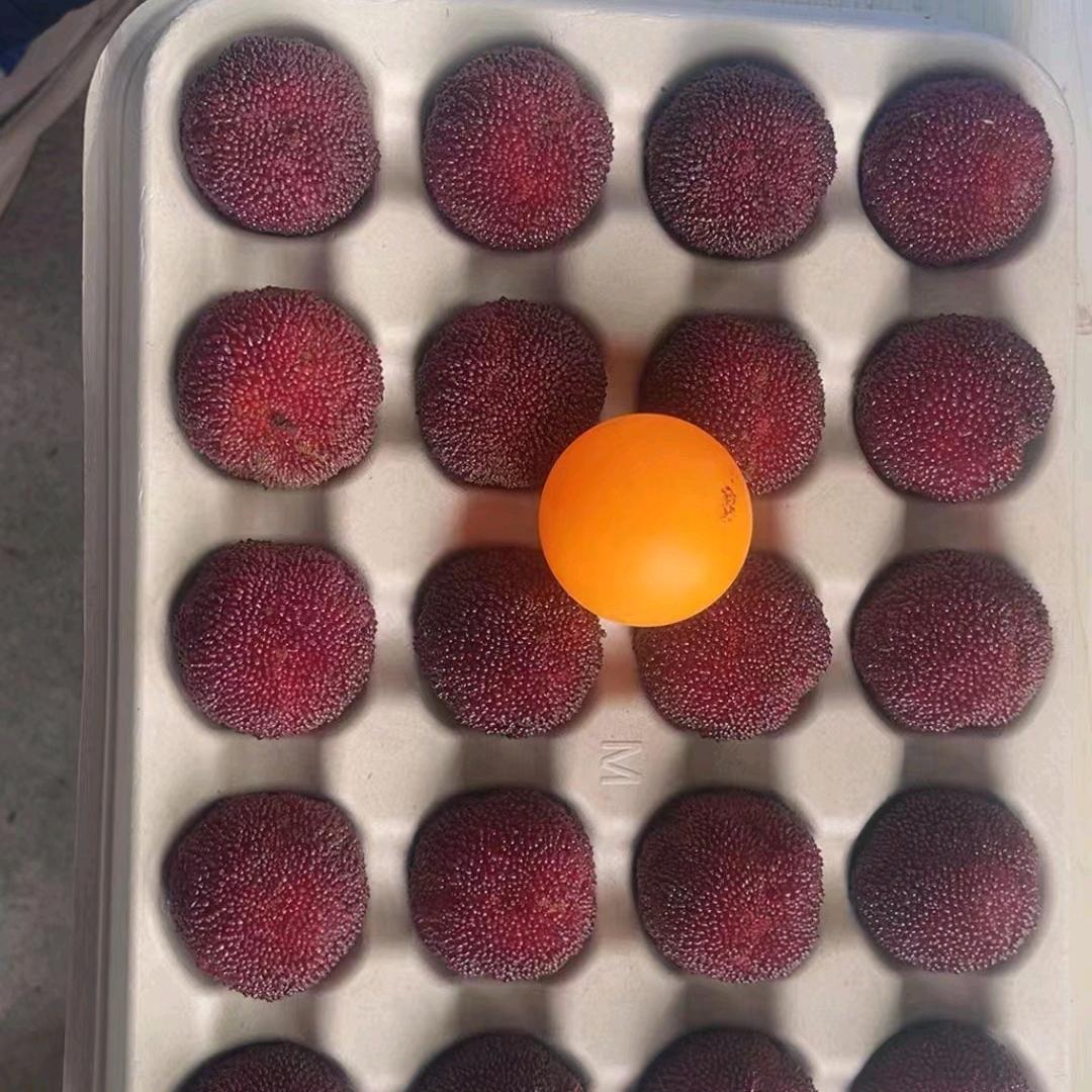 自家果园仙居杨梅