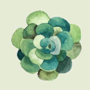 冰荷——凌凌花