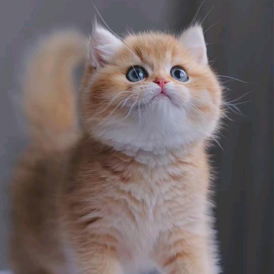 新泰猫舍·大糖的猫🐾