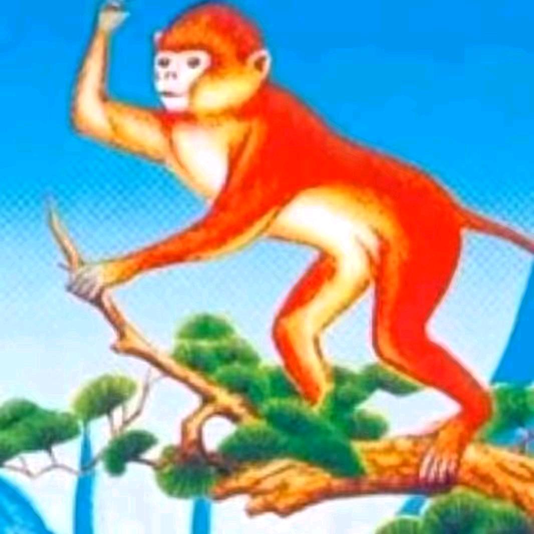 🍁🍂开心就好🍂🌴🐵