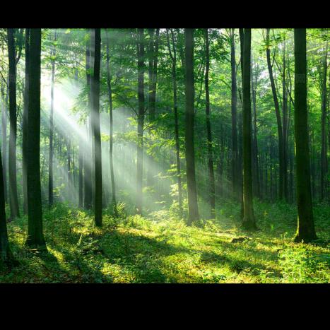 ꧁꫞꯭心语꫞꧂