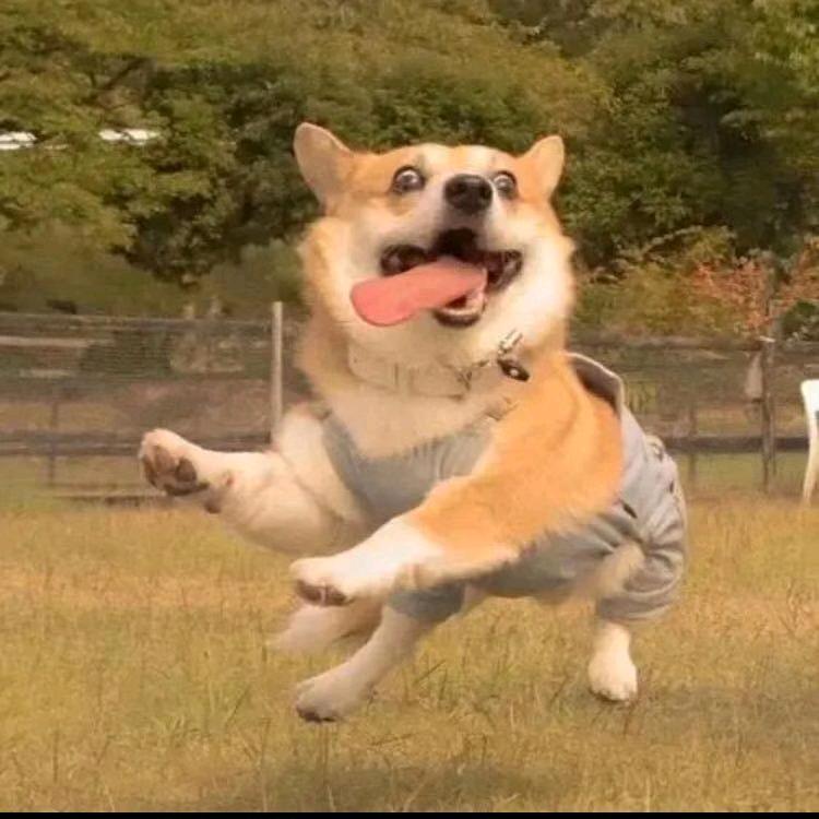 落叶丶