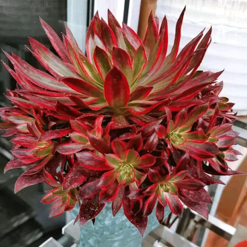 盱眙花卉多肉基地