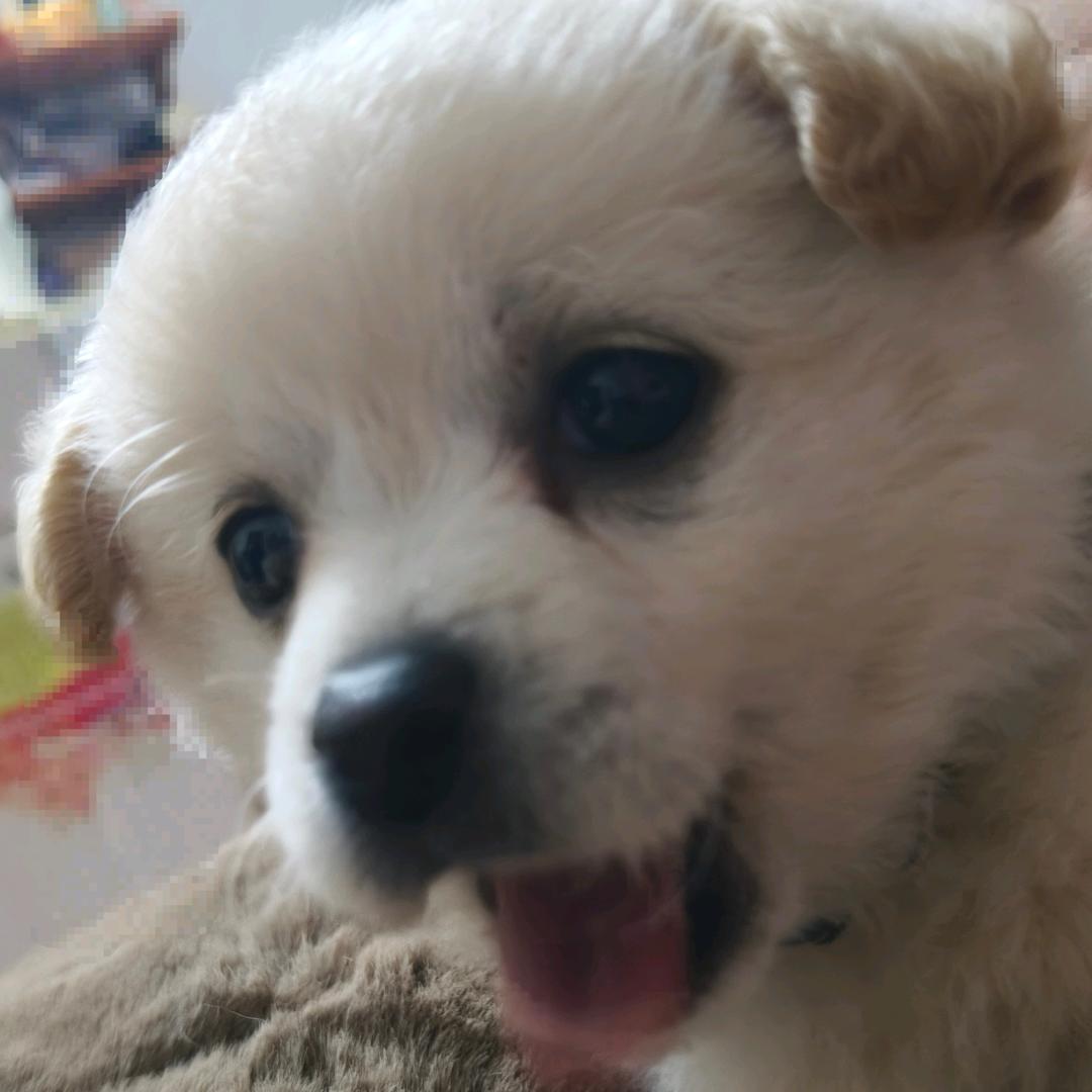 胆小的毛球（乳名小鼻嘎）