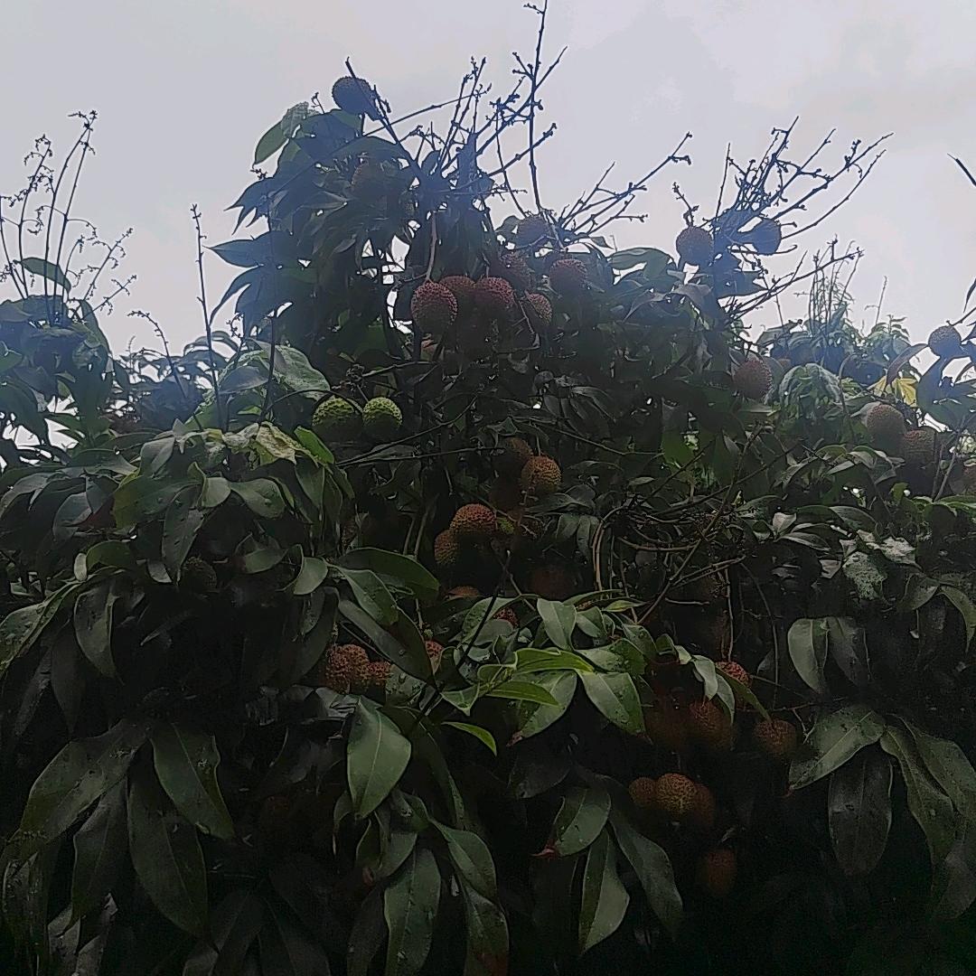 海南妃子笑荔枝产地直发