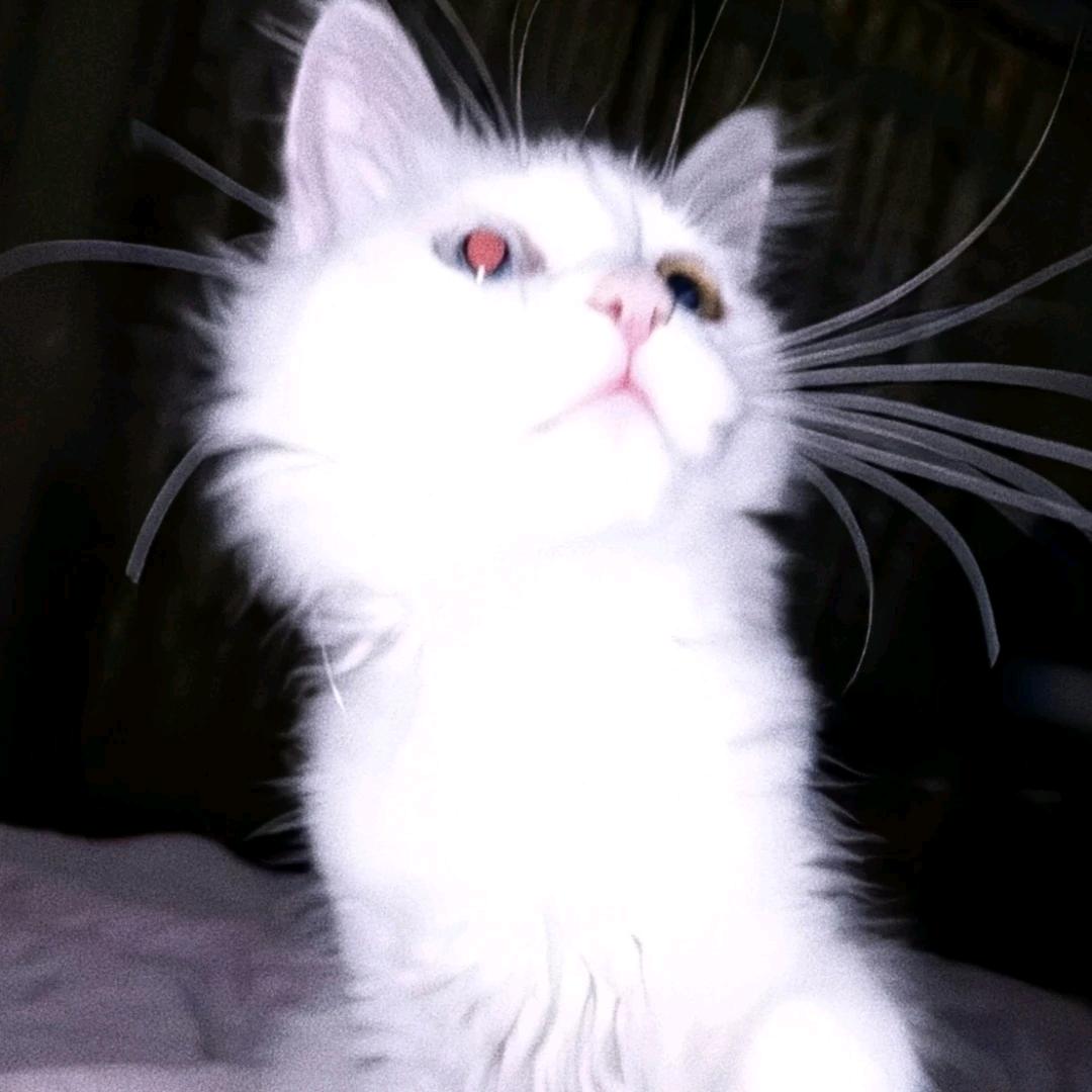 狸