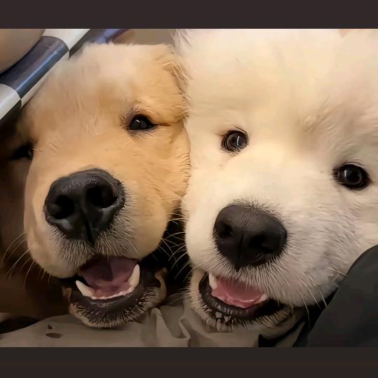 拿馍砸你屁股沟