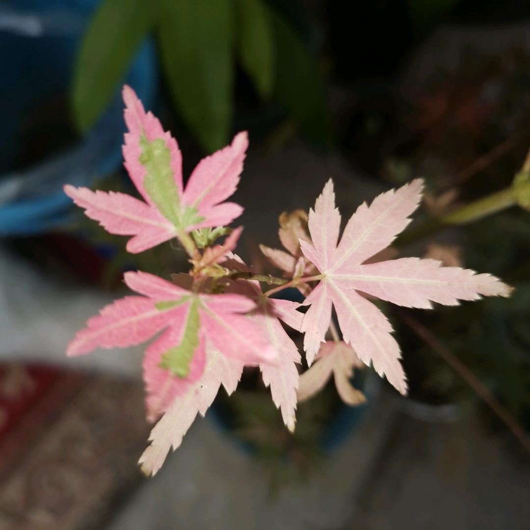 迪吉拉姆