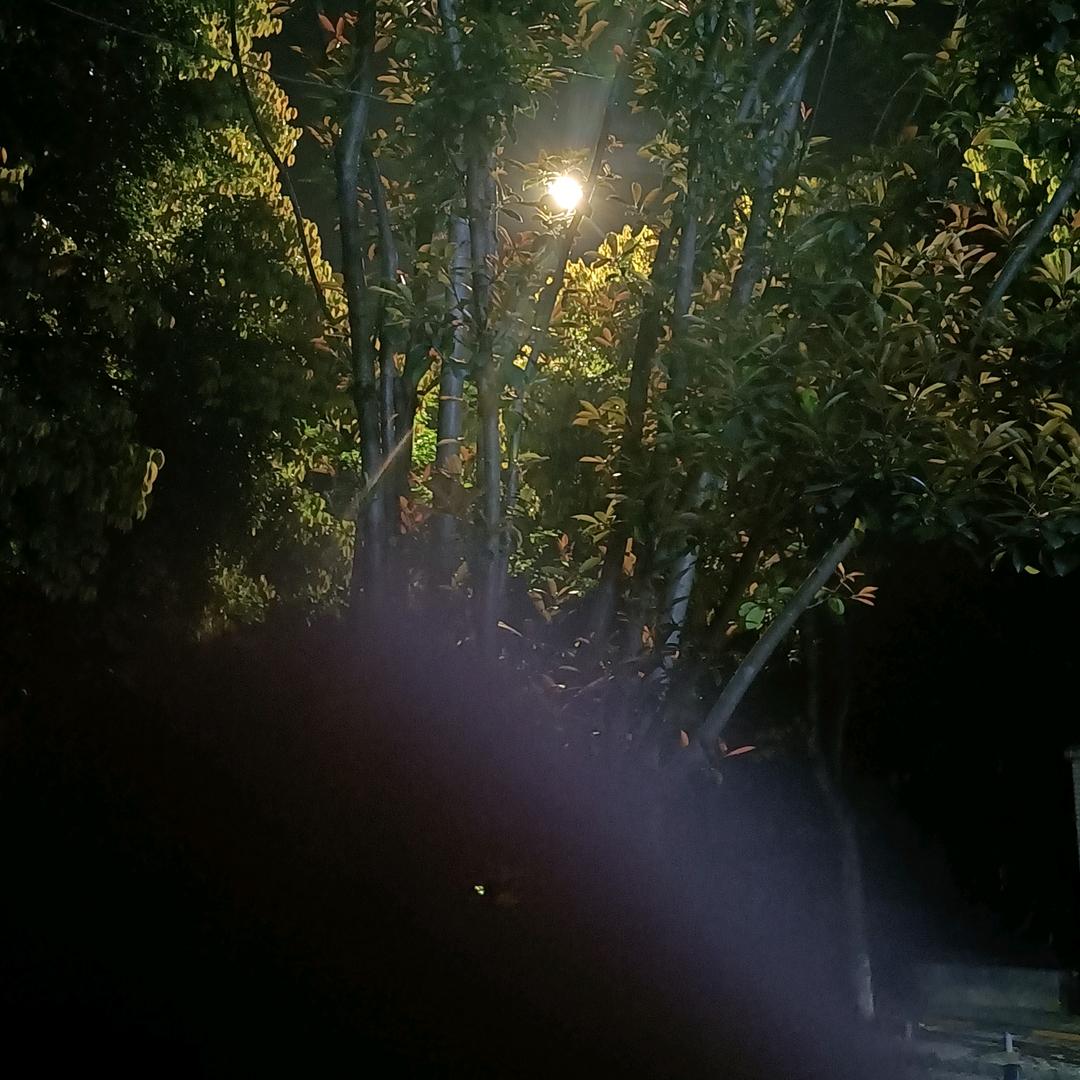 青梅果
