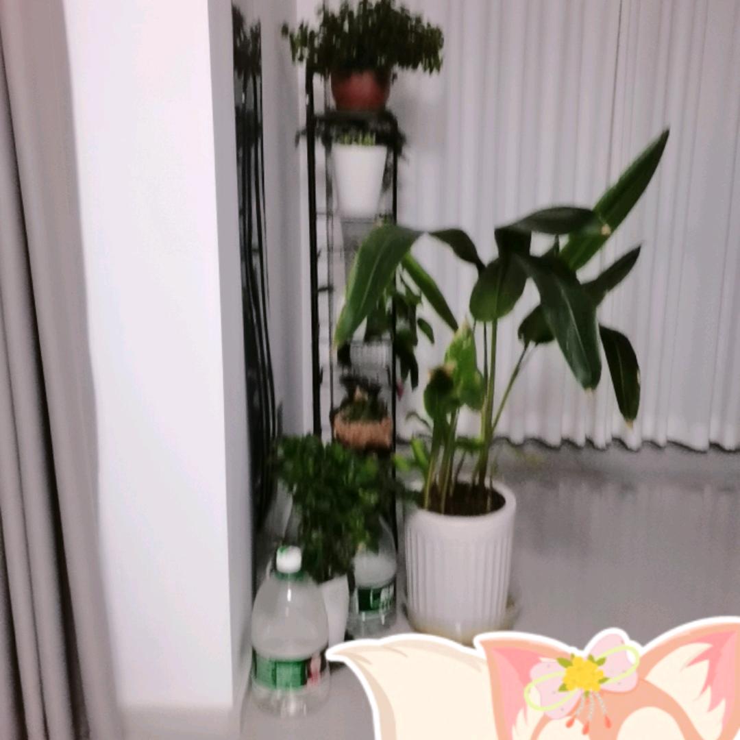 心想事成