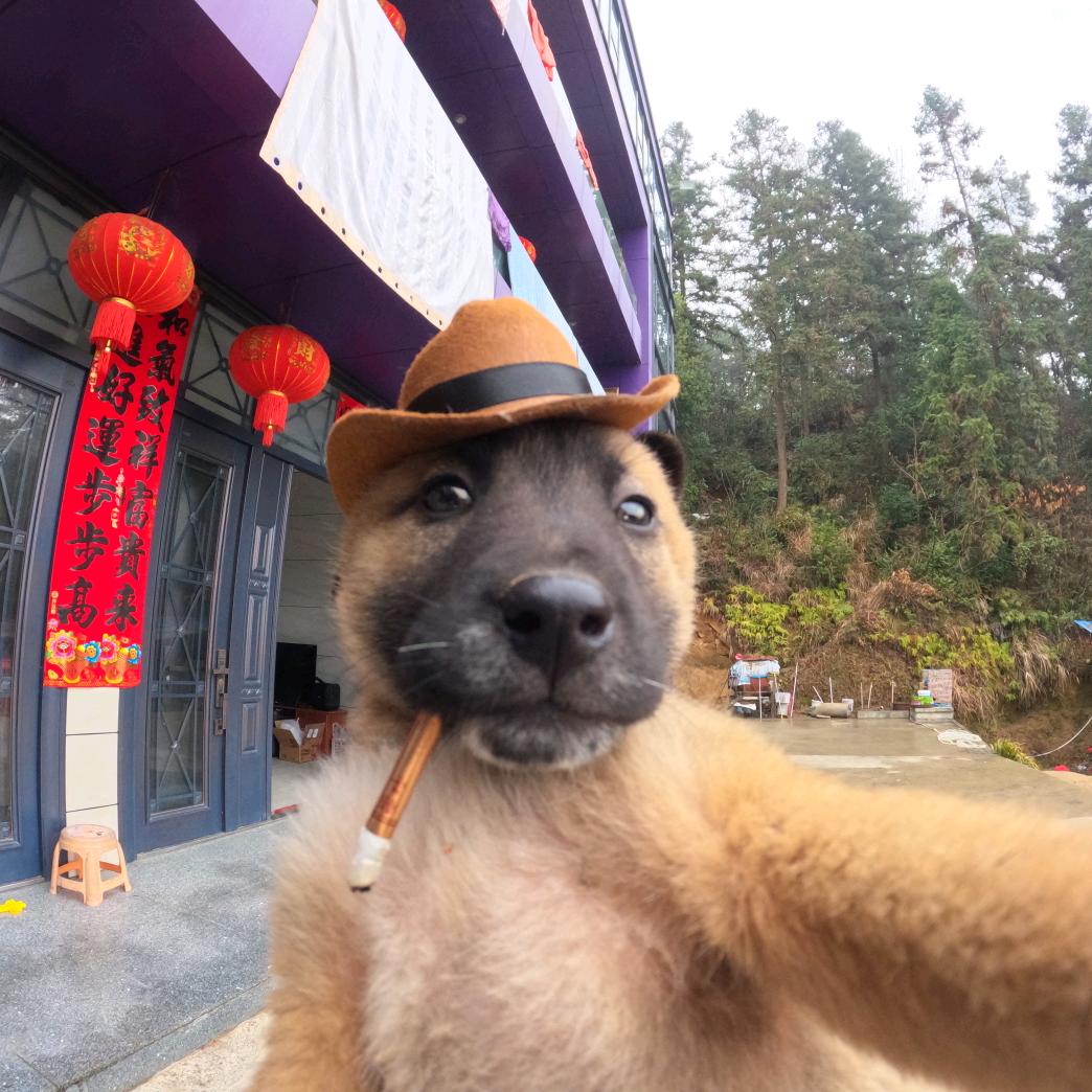 平安哥（爱自拍的狗）