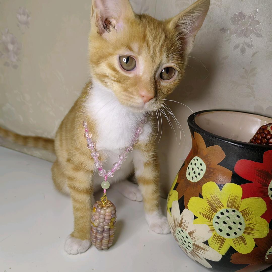 猫猫手工