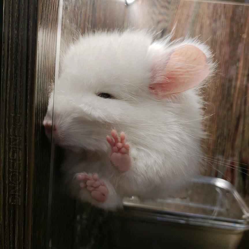 🐷