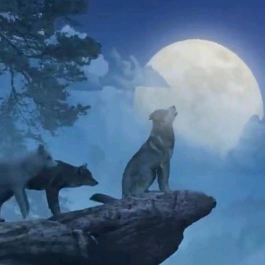 💖月夜之狼💞