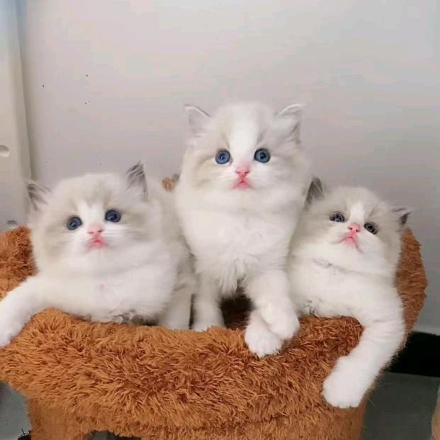 我是布偶猫