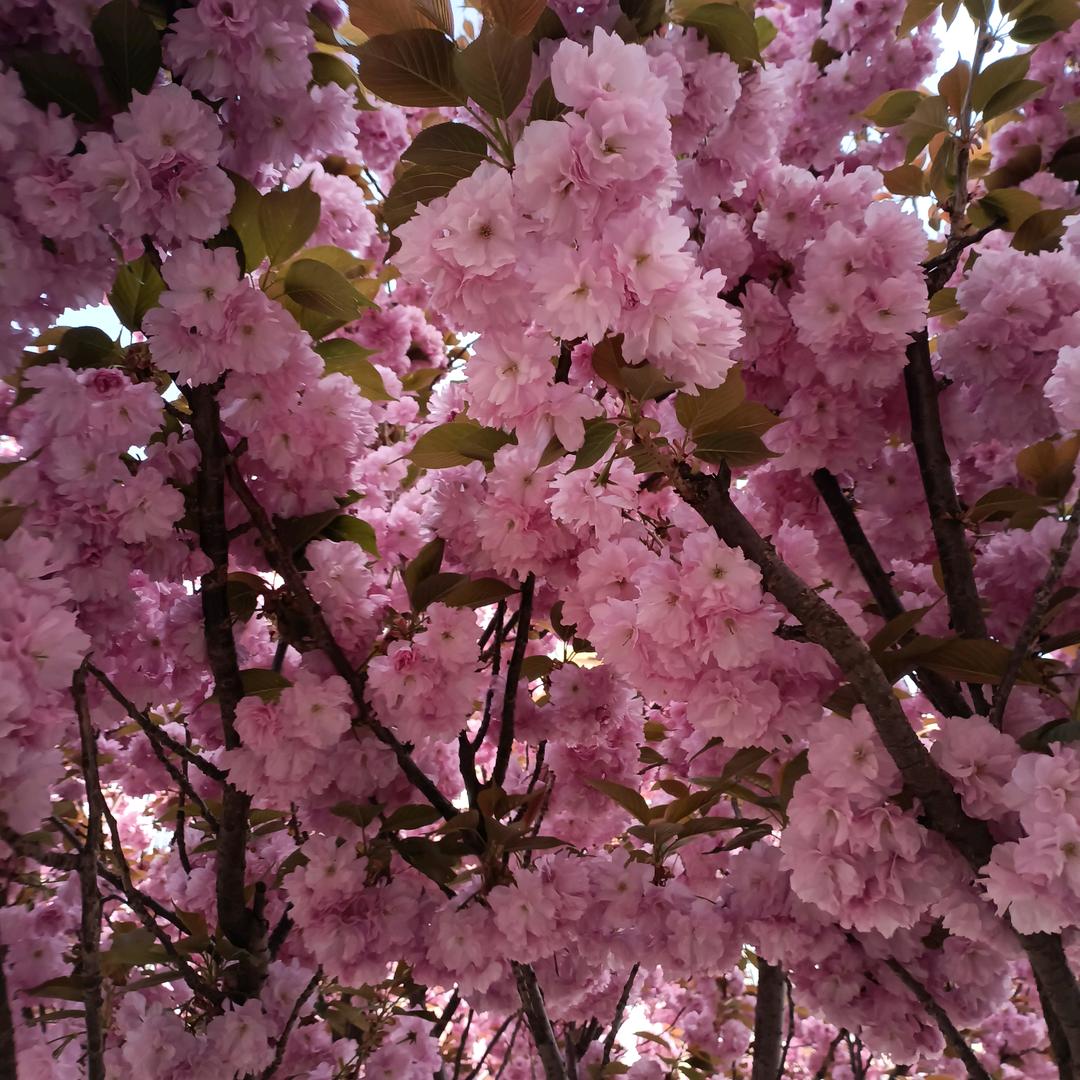 全民K歌跑调大王