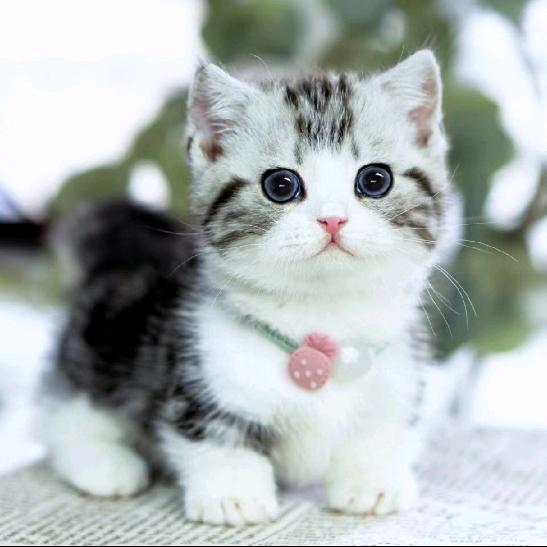 🐱猫小哦🐱