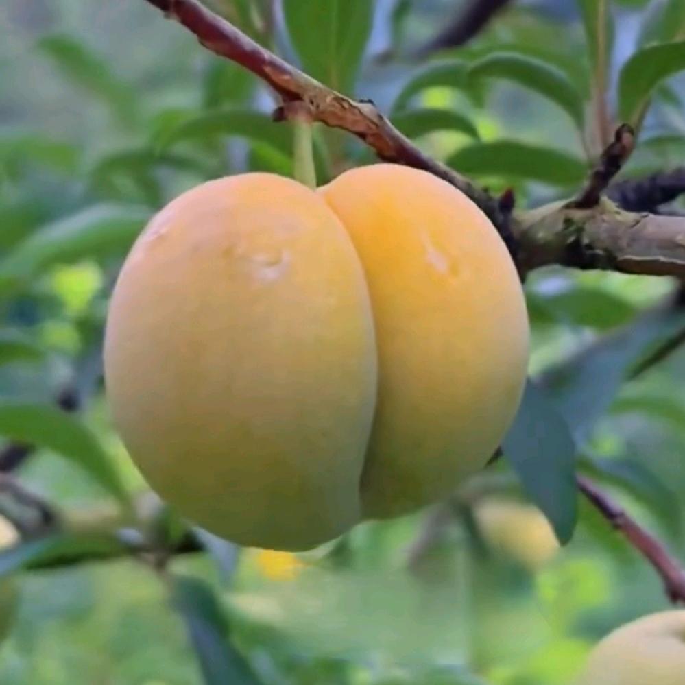贵州普安县谭剑花卉苗木种植销售基地