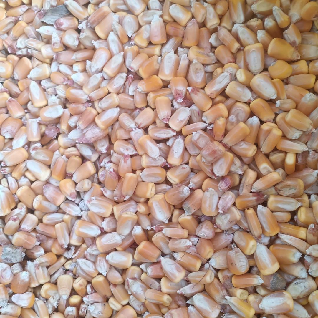 梁晓云玉米收购