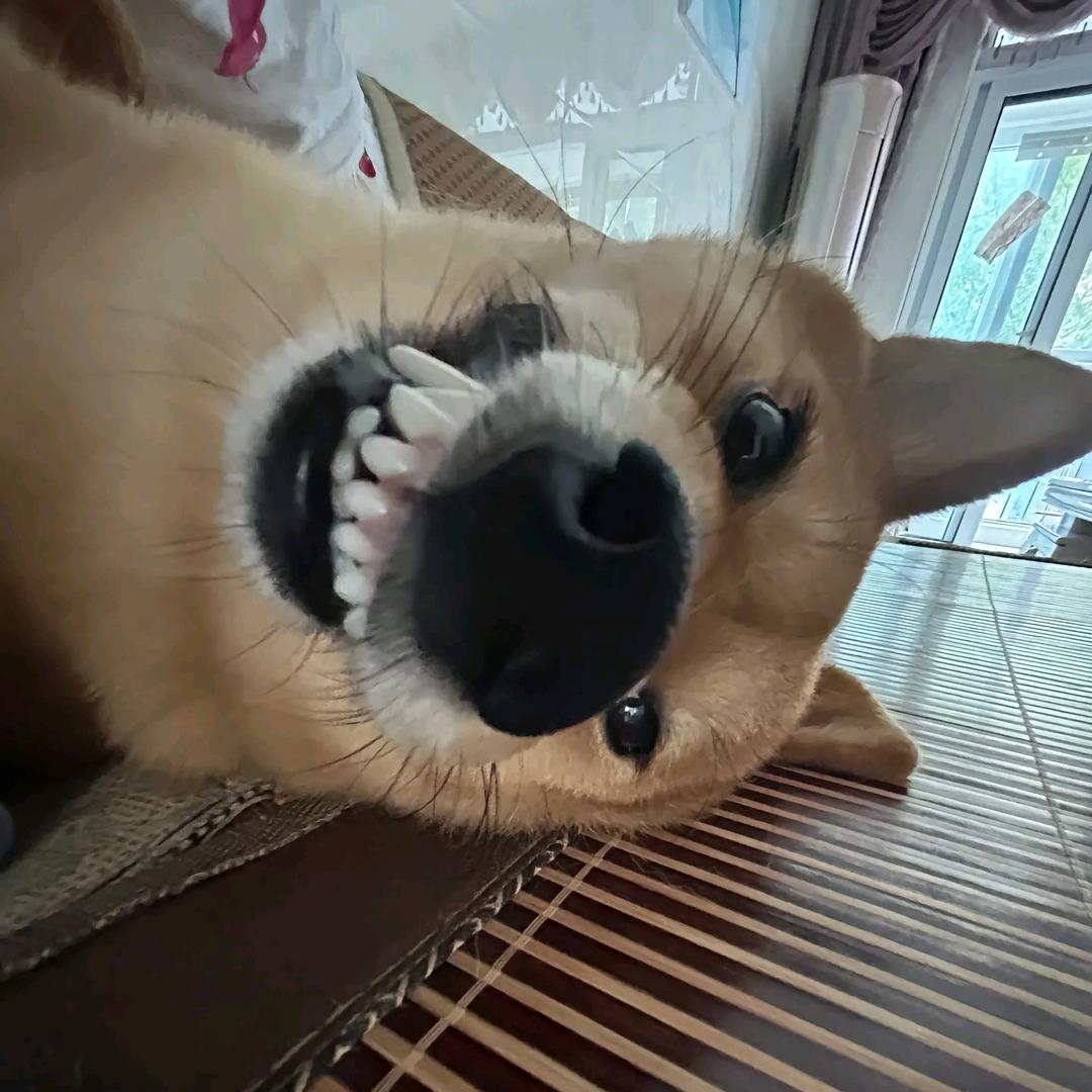 ও周周都如意