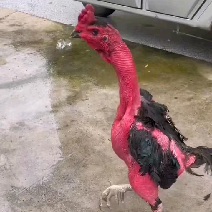 太和越南斗鸡培训基地