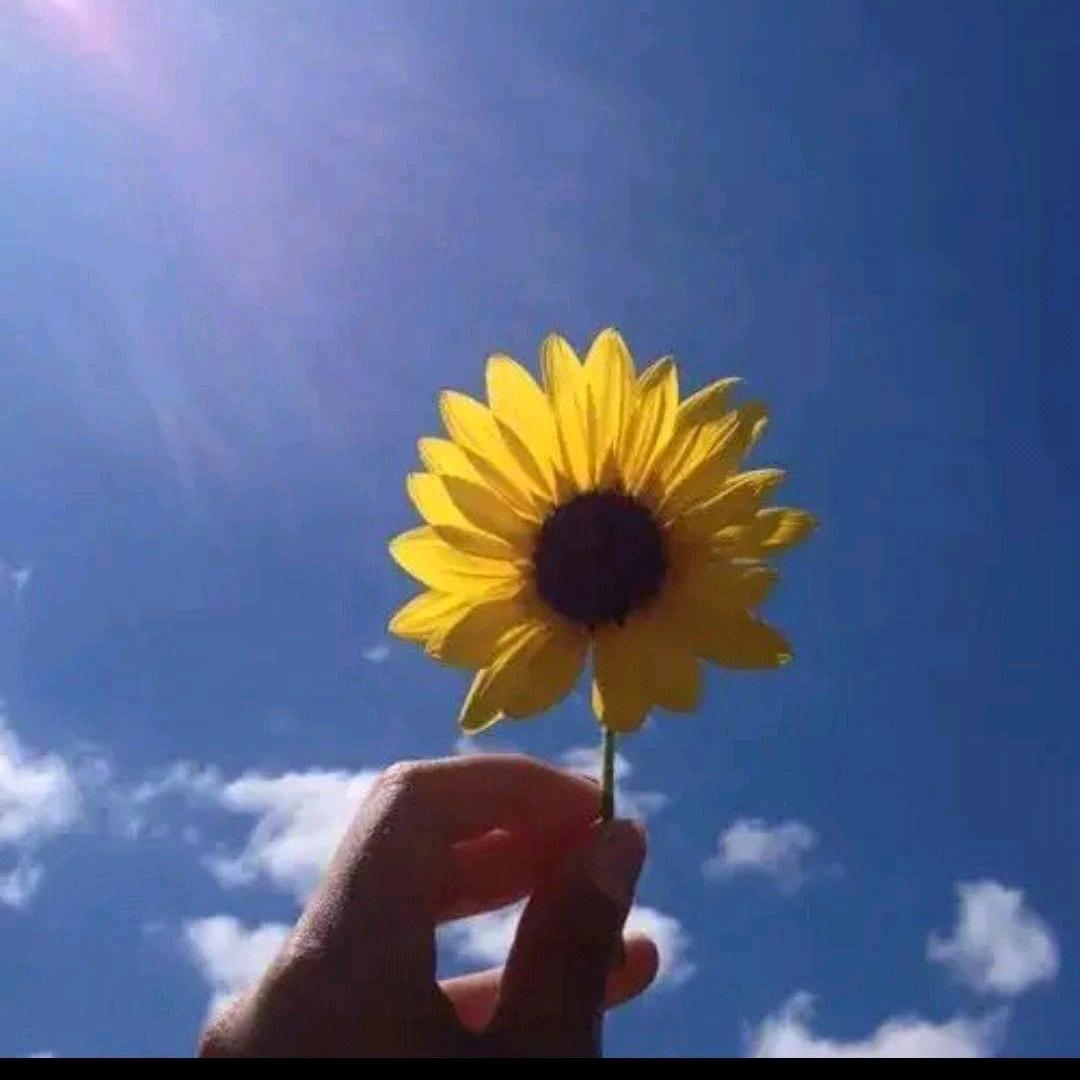 🌺一帆风顺🌺