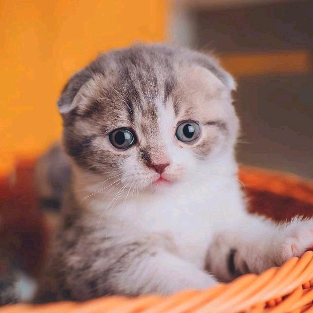 一只猫🐱