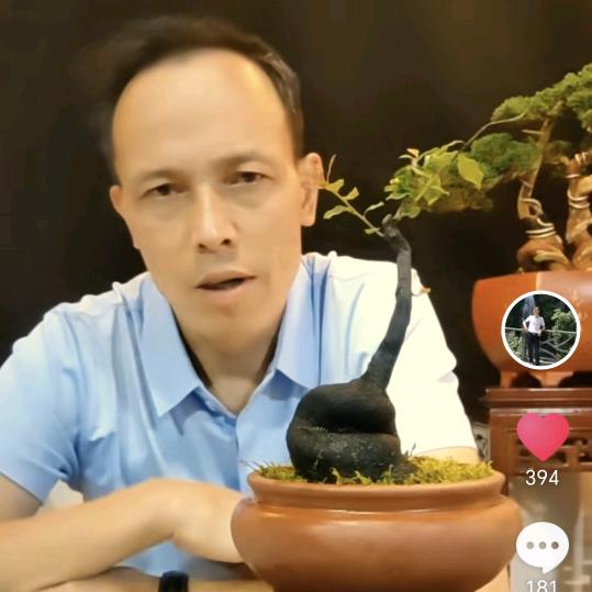 杰哥盆景园小号
